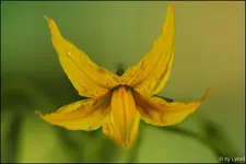 c014.webp