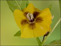 c015.webp