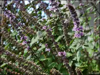 c016.webp