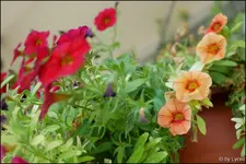 c020.webp