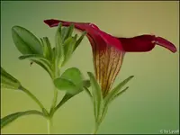 c021.webp