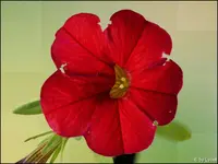 c022.webp