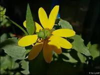c024.webp