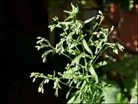 c025.webp