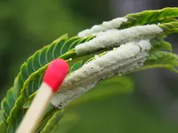 Insekteneier kl.webp