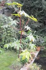 Ricinus communis 1.webp