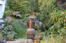 Ricinus communis 2.webp