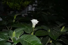 Datura inoxia 2.webp