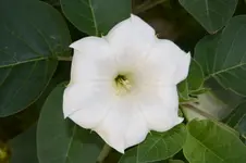 Datura inoxia 3.webp