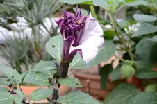 Datura metel 2.webp