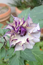 Datura metel 3.webp