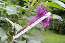 Datura metel 4.webp