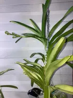 Vanda-D*Blüte*2025-06-19*.webp Vanda-D*Blüte*2025-06-19*.webp