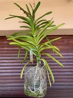 Vanda-D*Blüte*2025-06-29*abgestorben.webp Vanda-D*Blüte*2025-06-29*abgestorben.webp