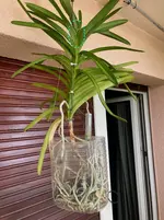 Vanda-D*Blüte*2025-07-29*.webp