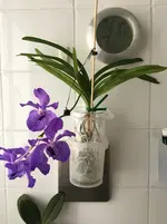 Vanda-A*2018-05.webp