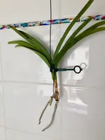 Vanda-A*2014-10*.webp