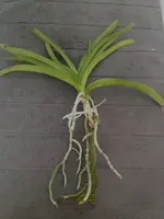 Vanda-A*2016-09*.webp