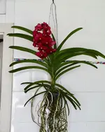Vanda-B*2014-03*002.webp