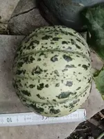 ´Oranje Ananas´ 1.webp