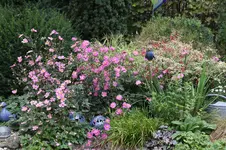 Herbstanemone   0223.webp