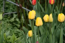 Tulpen0217.webp