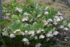 Frühling     1422.webp