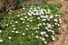 Frühling     1722.webp