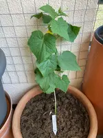 Gurke Patio Snacker 25-06-21*.webp