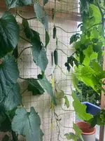 Gurke Patio Snacker 25-07-28*01.webp