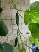 Gurke Patio Snacker 25-08-05*03.webp