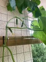 Gurke Patio Snacker 25-08-05*04.webp