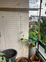 Gurke Patio Snacker 25-09-14*.webp
