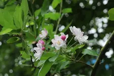 Zierapfel blüht 20250910.webp Zierapfel blüht 20250910.webp