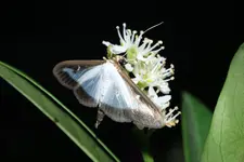 Buchsbaumzünsler an Kirschlorbeer 20250908.webp