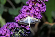 Buchsbaumzünsler an Sommerflieder 20250908.webp