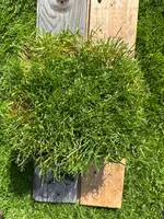 IMG_4244 Large.webp