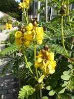 P1150629Geflügelte Senna.webp