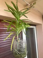 Vanda-D*Blüte*2025-08-24*.webp