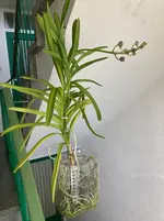 Vanda-D*Blüte*2025-08-25*.webp