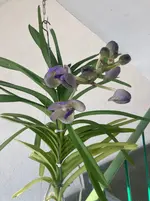 Vanda-D*Blüte*2025-08-27*0.webp