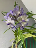 Vanda-D*Blüte*2025-08-31*01.webp