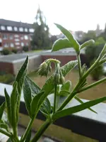 P1150818Pepino.webp