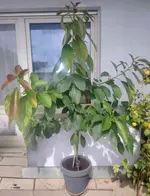 avocado.webp