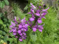 2025BeetStachys.webp