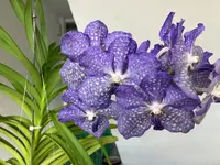 Vanda-D*Blüte*2025-09-05*02.webp
