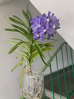 Vanda-D*Blüte*2025-09-08*.webp
