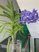 Vanda-D*Blüte*2025-09-10*.webp