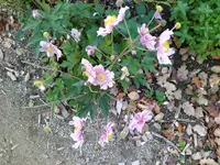 IMG_20250905_124229_1.webp