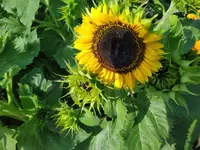 IMG_20250905_124443_1.webp